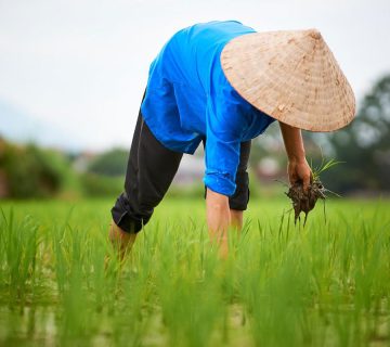 سیلیس در کشاورزی